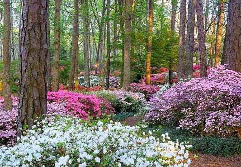 The Lodge And Spa At Callaway Gardens Pine Mountain  Exteriér fotografie